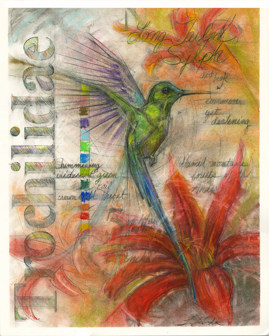 "Long Tailed Sylph Hummingbird" - Giclée Print 18" x 24"